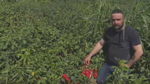 Çiftçi Sefalet İçinde: Biberi 8 Liraya Satıyoruz, Pazarda 70 Lira